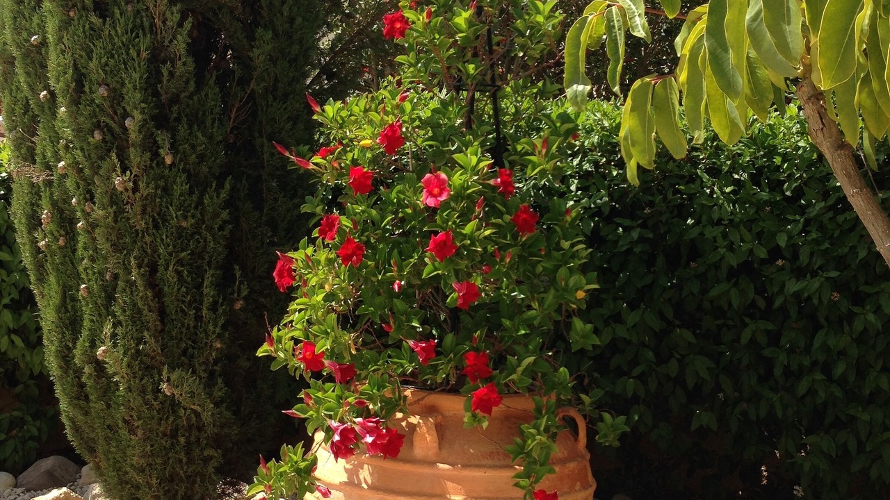 Photo of Outdoor in Peyia Town