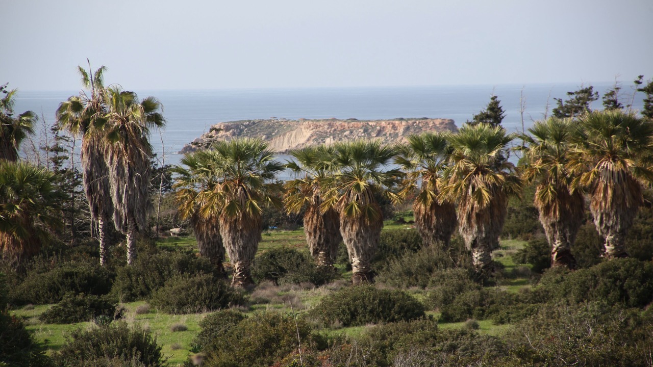 Photo of Outdoor in Pegeia