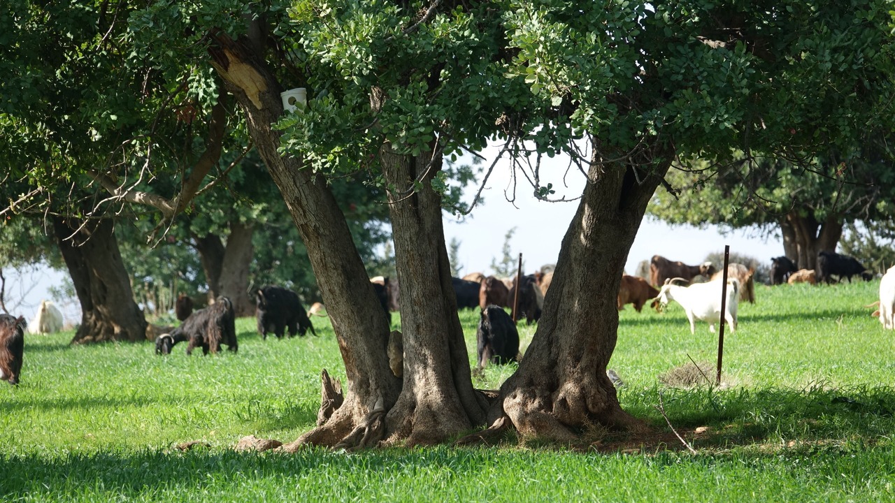 Photo of Others in Pissouri