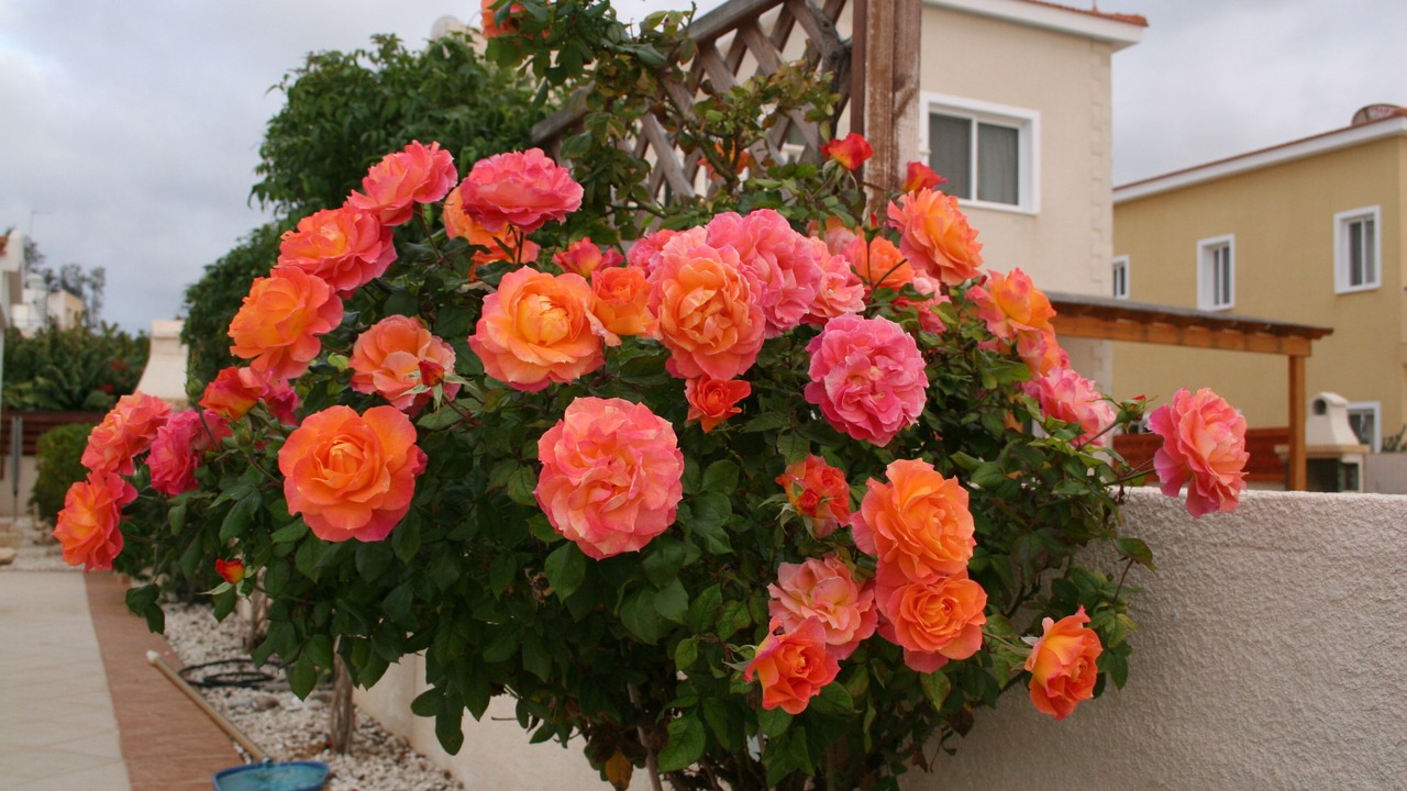 Photo of Outdoor in Agios Georgios Pegeias