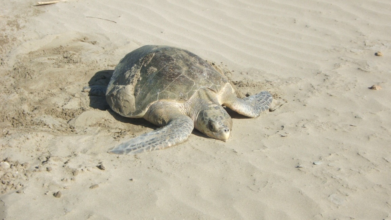 Photo of Others in Playa El Coco