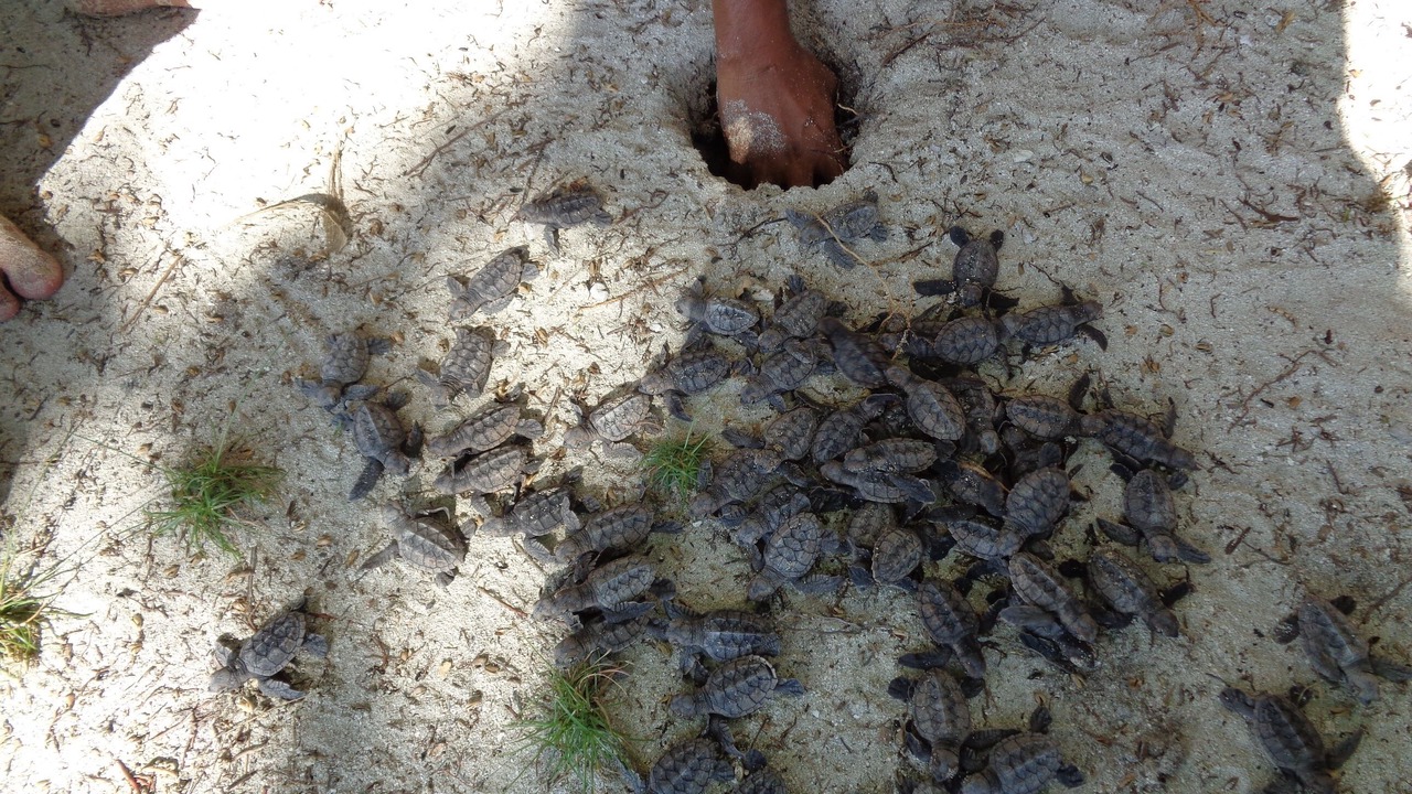 Photo of Others in Pearl Lagoon