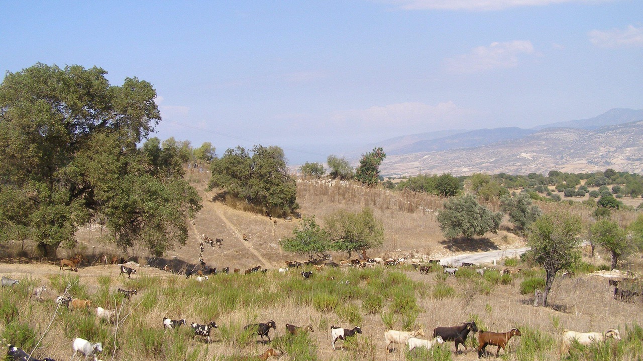 Photo of Others in Polis