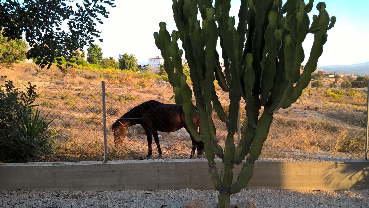 Photo of Others in Pissouri