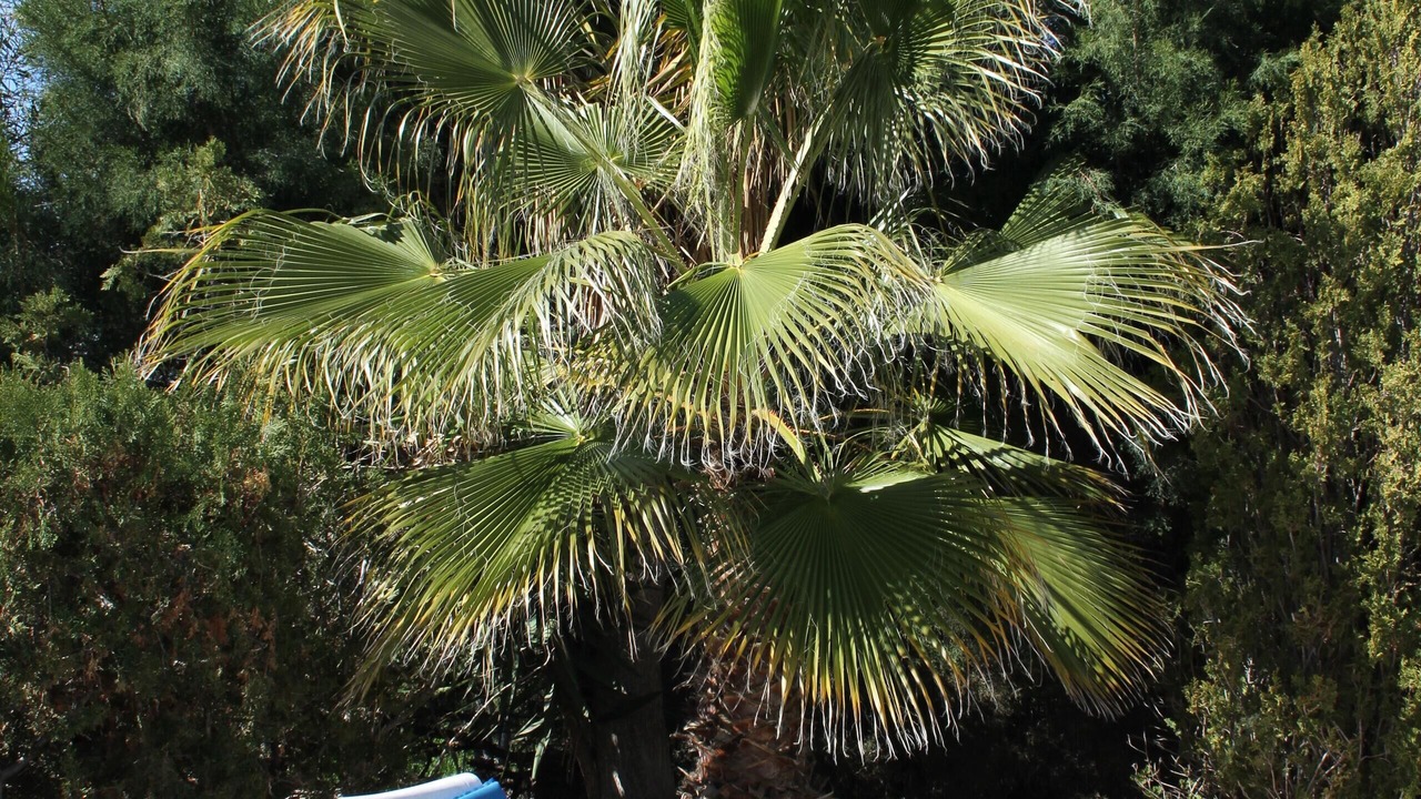 Photo of Outdoor in Pegeia
