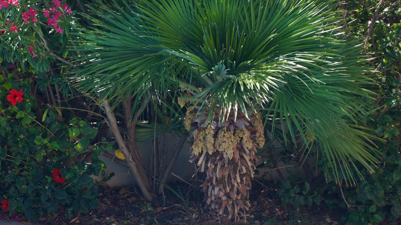 Photo of Outdoor in Pissouri