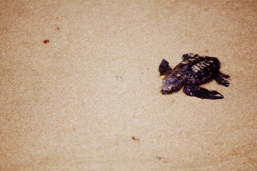 Photo of Others in Playa El Coco