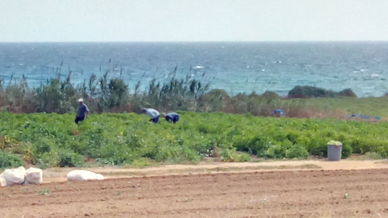 Photo of Others in Paralimni