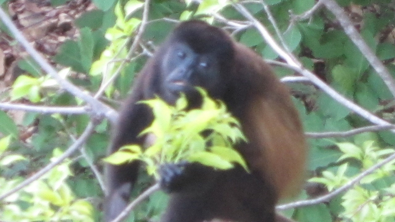 Photo of Others in Playa La Redonda