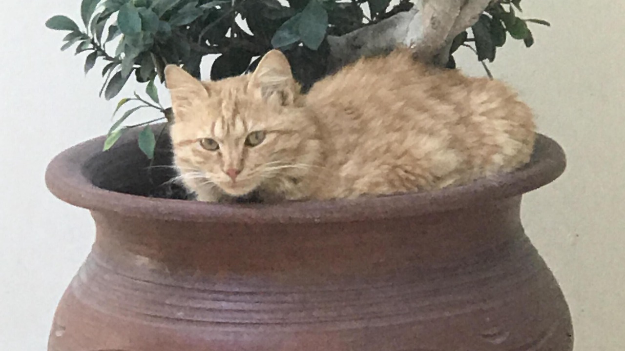 Photo of Others in Limassol