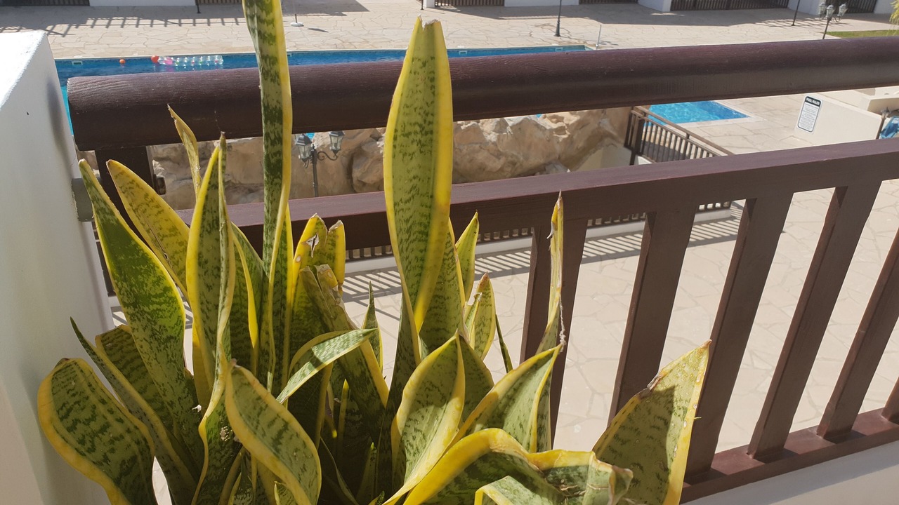 Photo of Outdoor in Peyia Town