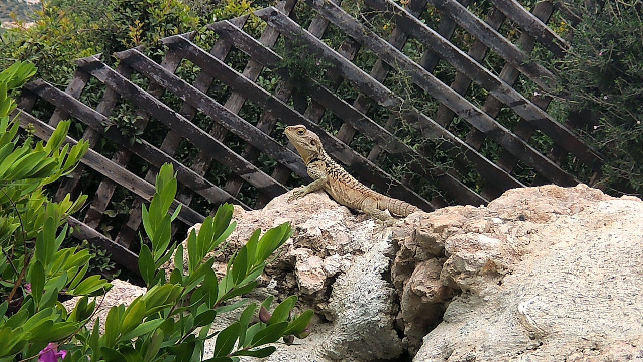 Photo of Outdoor in Aphrodite Hills