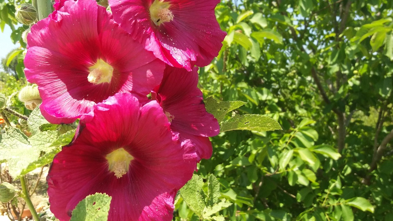 Photo of Outdoor in Pano Akourdalia
