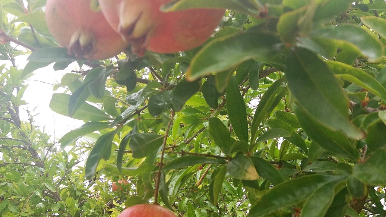 Photo of Outdoor in Pano Akourdalia