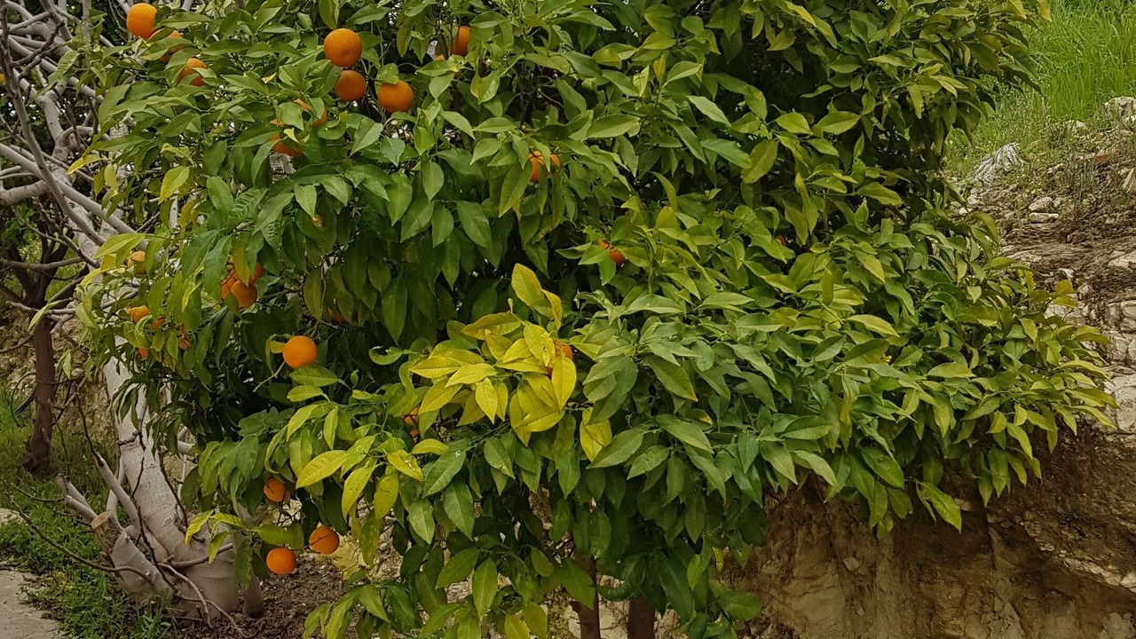 Photo of Outdoor in Pyrgos