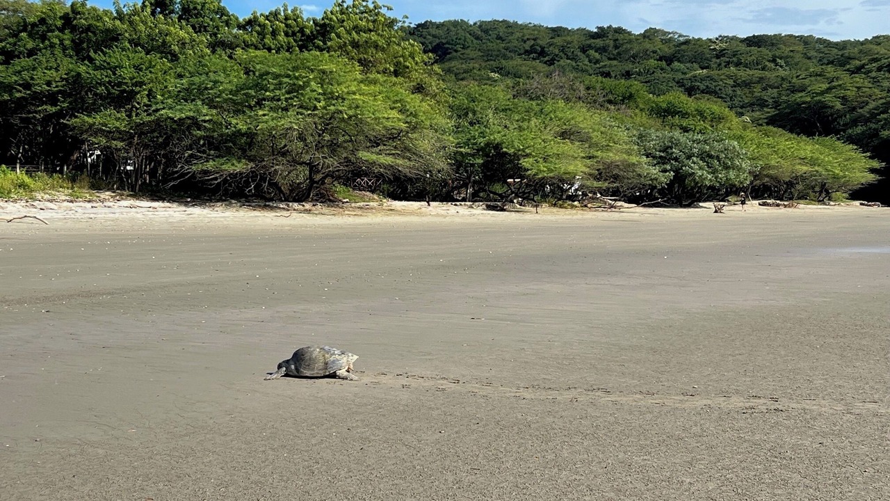 Photo of Others in Playa El Coco