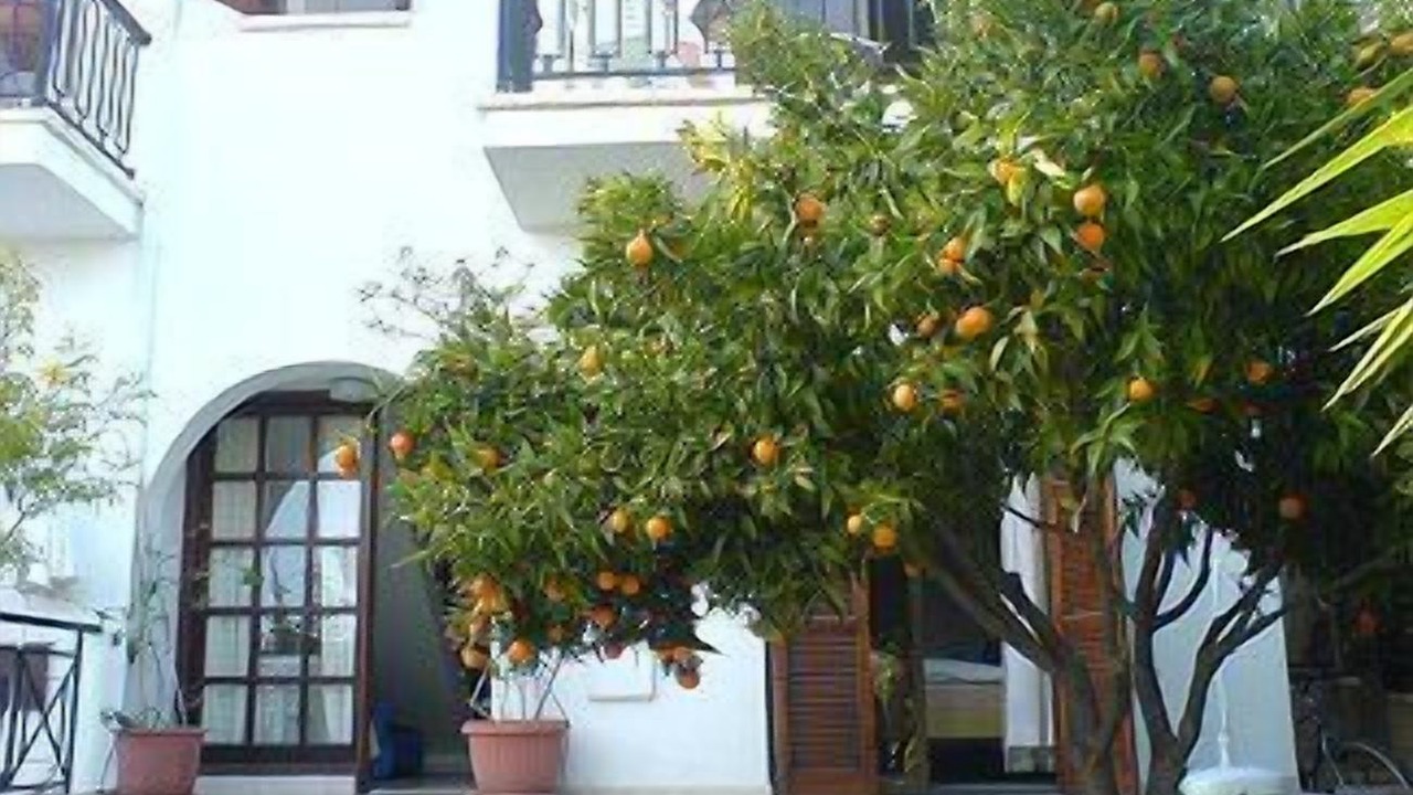 Photo of Others in Pissouri