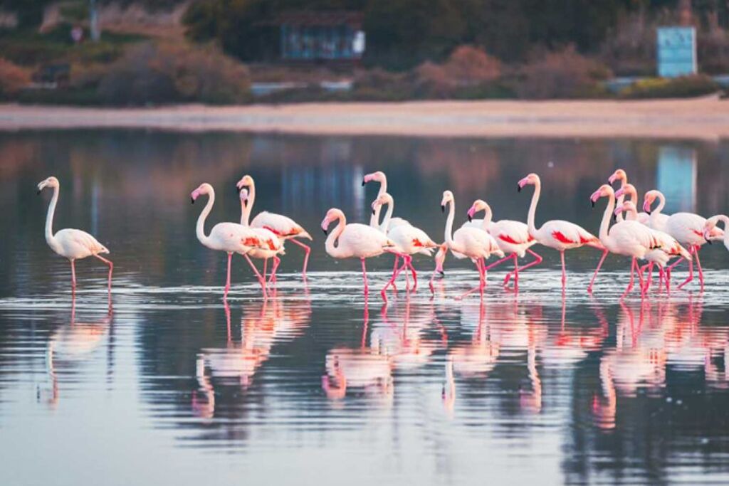 Photo of Others in Larnaca