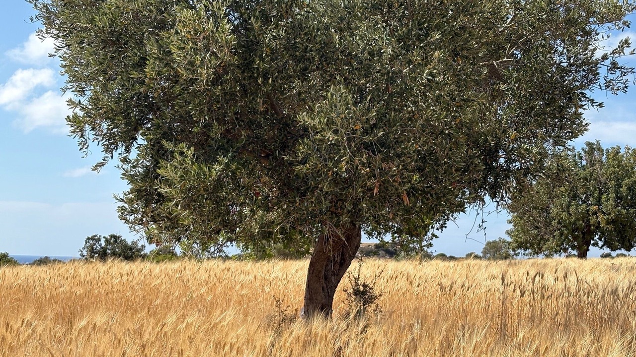 Photo of Others in Prodromi
