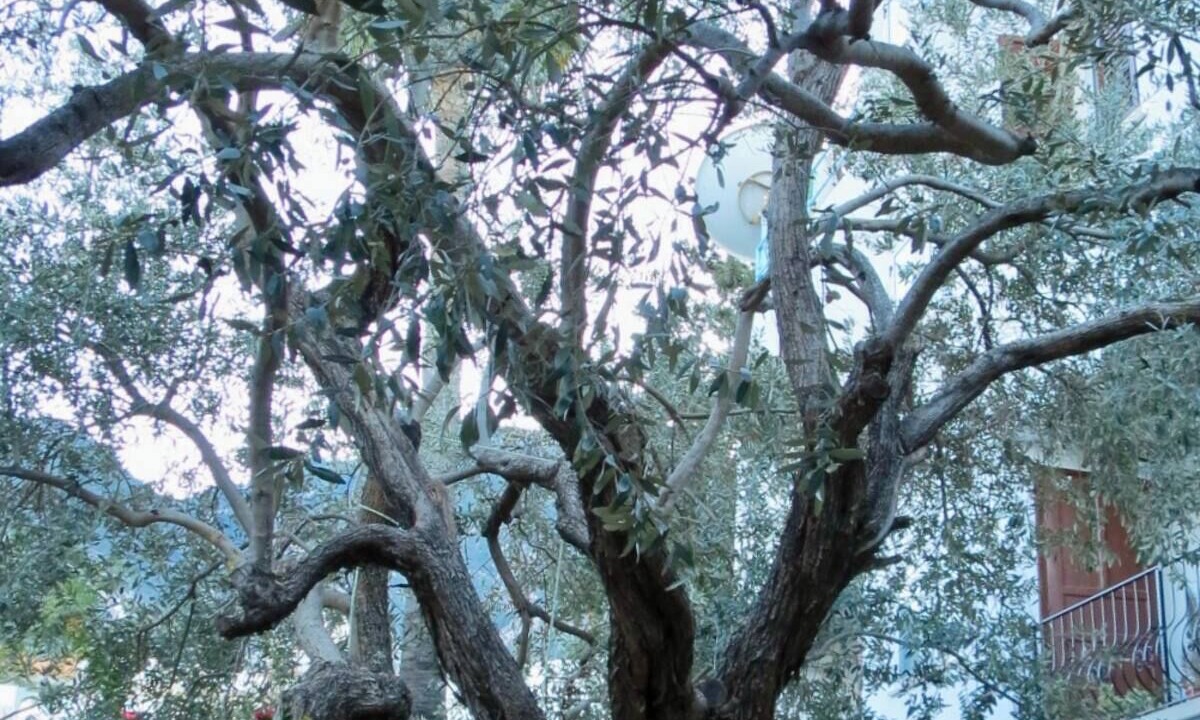 Photo of Outdoor in Kyrenia District