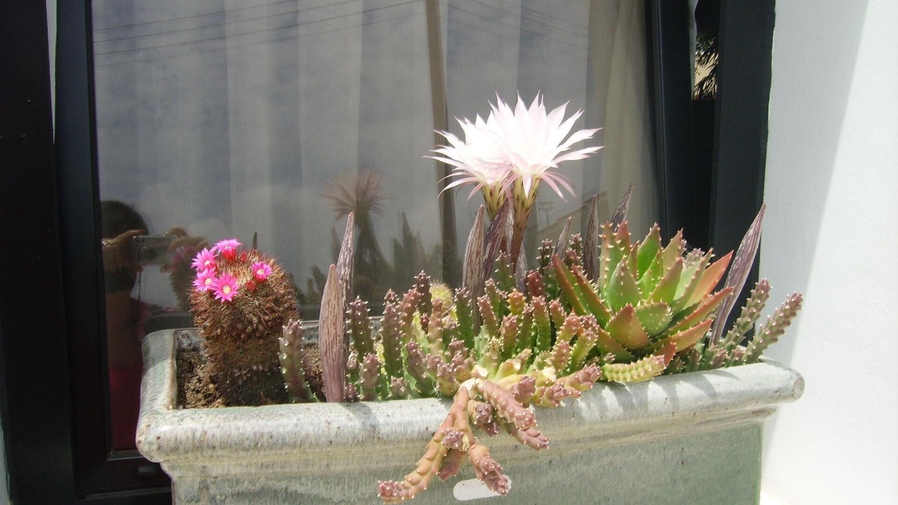 Photo of Outdoor in Kissonerga
