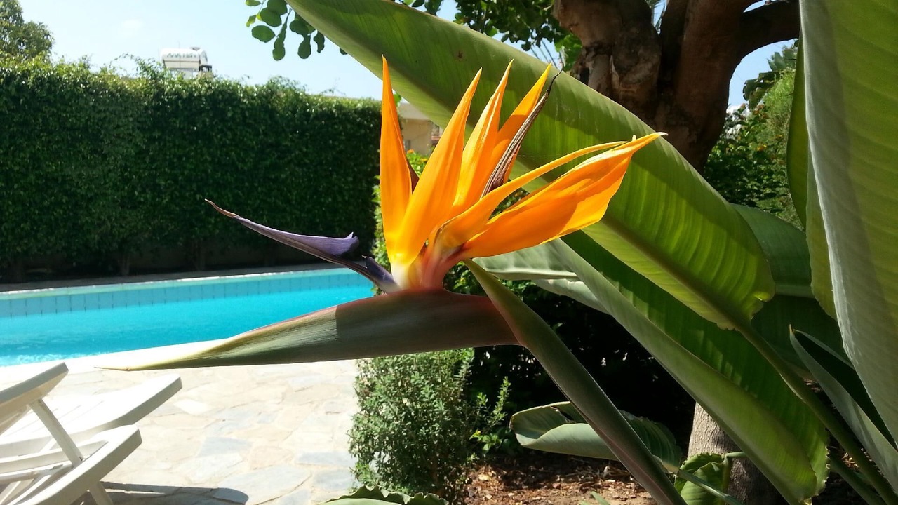 Photo of Outdoor in Kissonerga