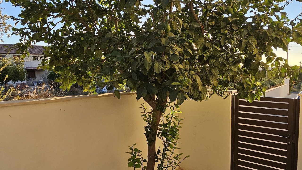 Photo of Others in Skarinou