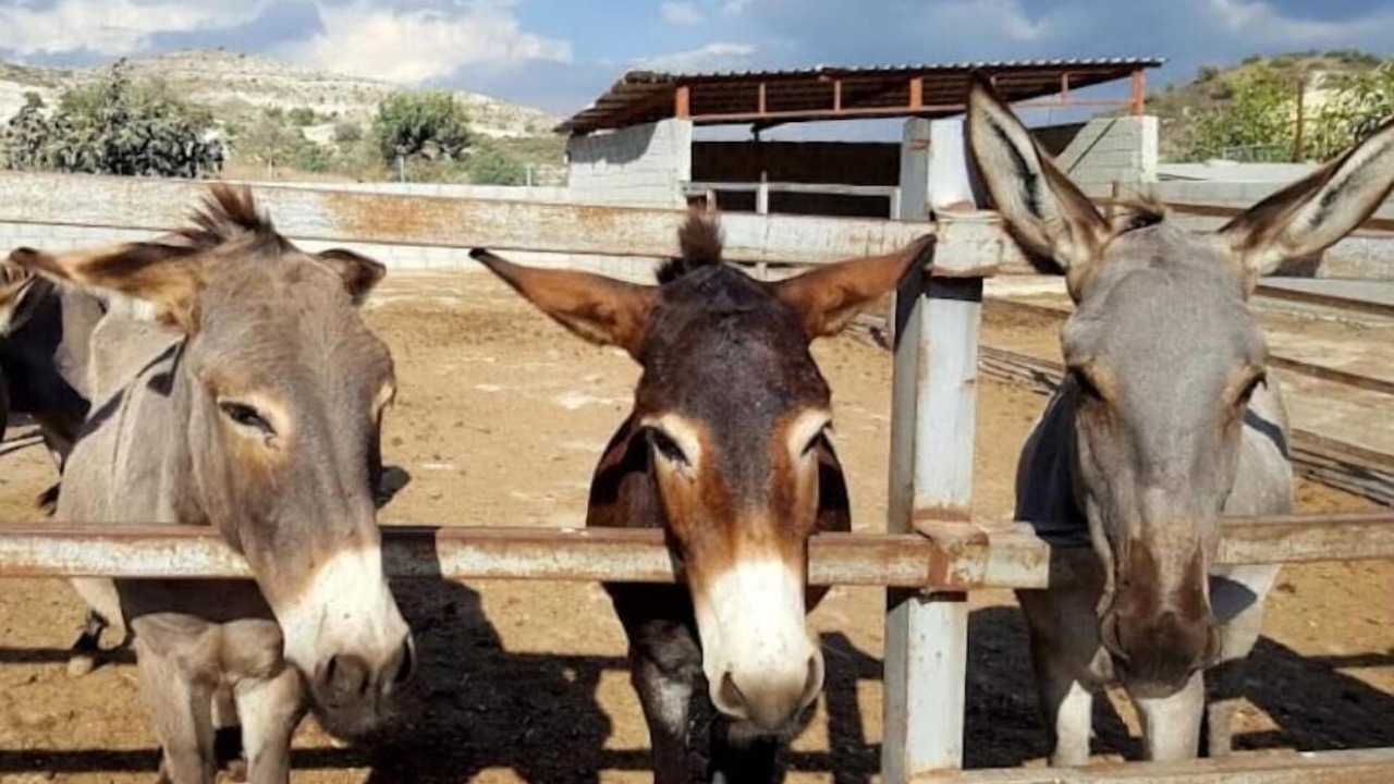 Photo of Others in Skarinou
