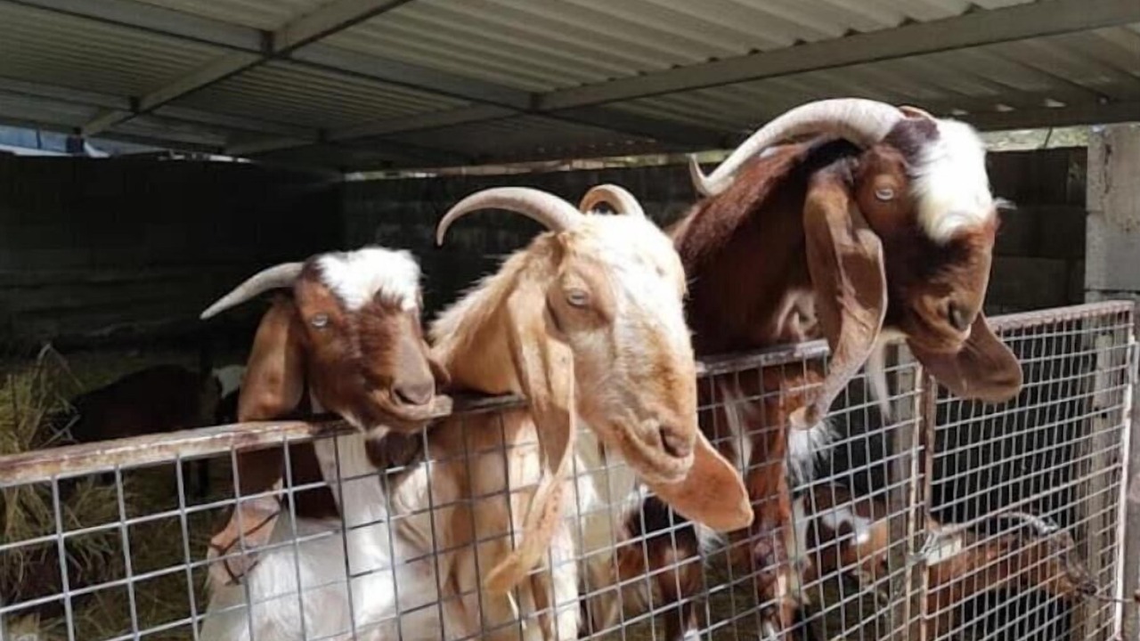 Photo of Others in Skarinou
