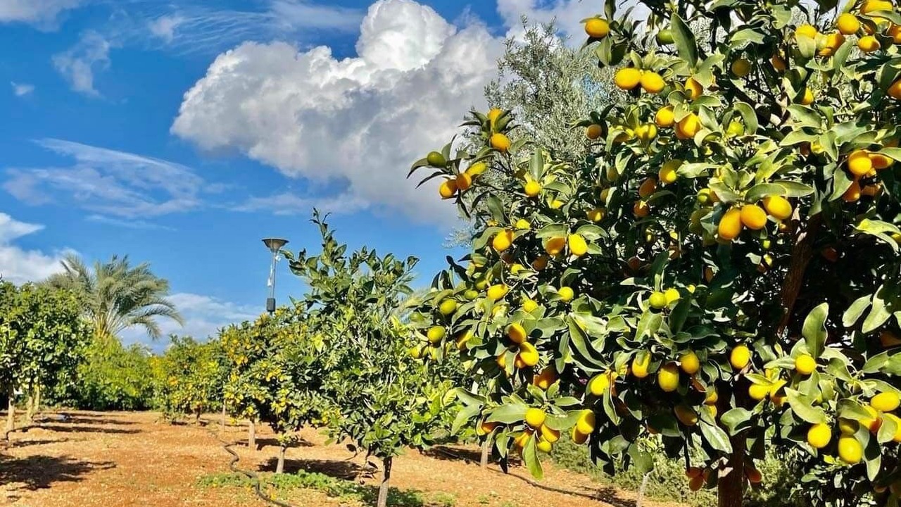 Photo of Outdoor in Bafra