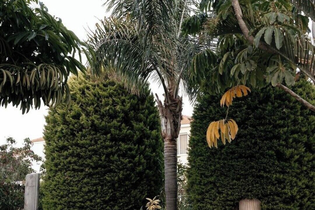 Photo of Outdoor in Tersefanou