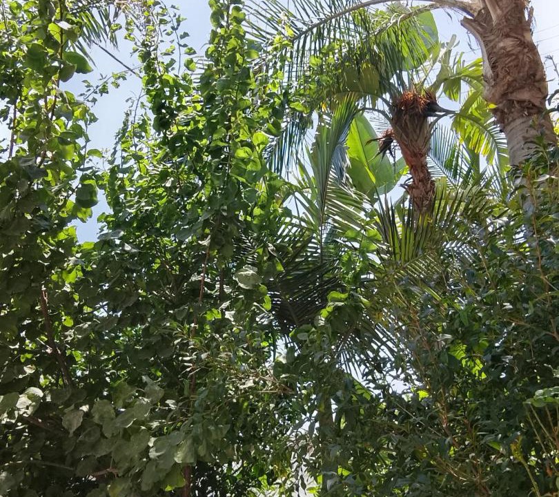 Photo of Outdoor in Oroklini