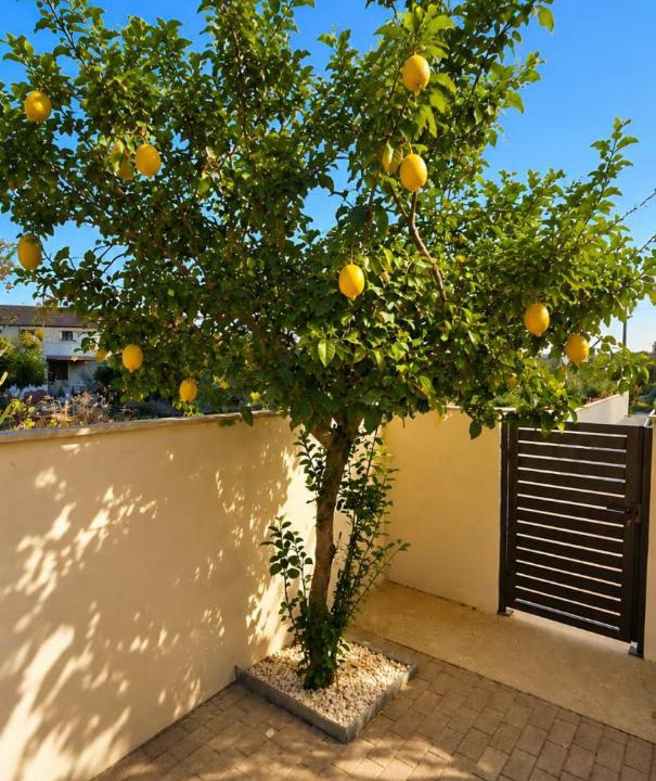 Photo of Others in Skarinou