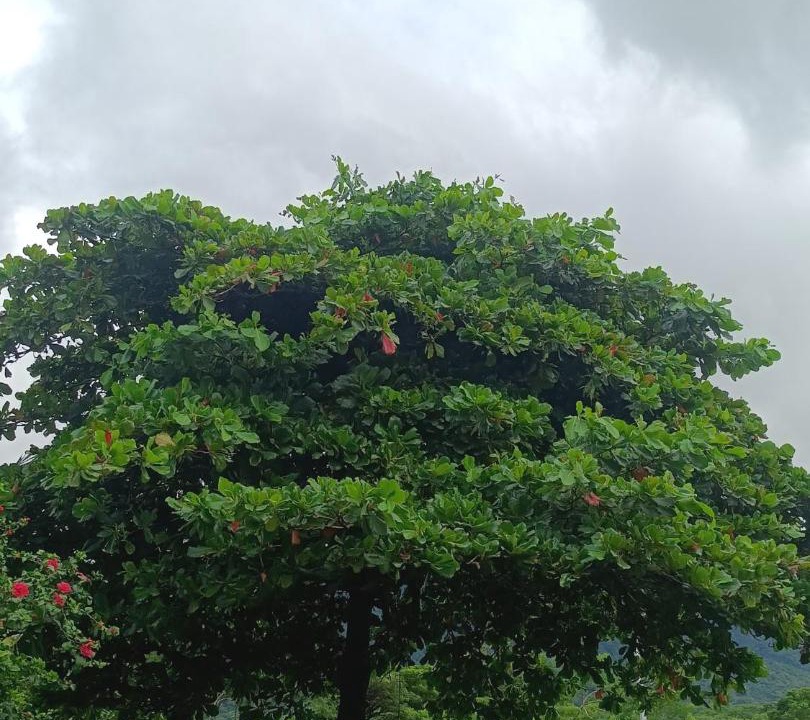 Photo of Others in Merida