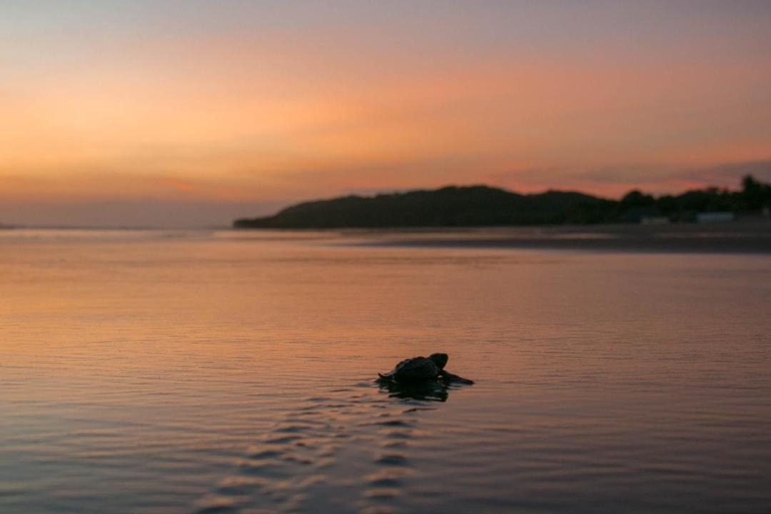 Photo of Others in Popoyo