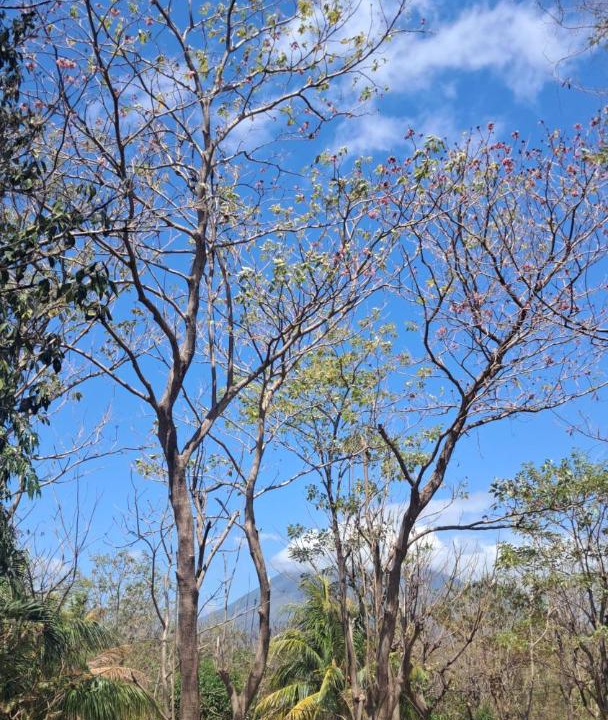Photo of Others in Ometepe Island