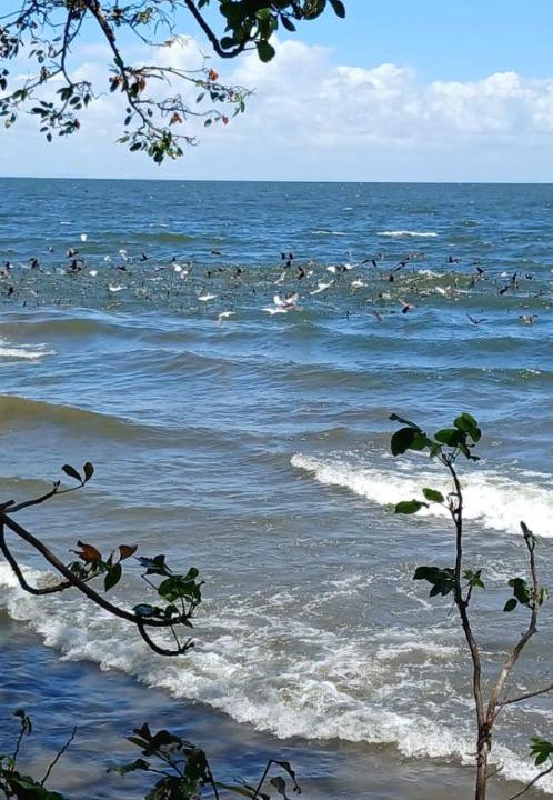 Photo of Others in Ometepe Island