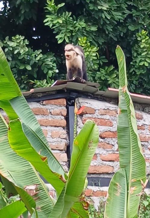 Photo of Others in Ometepe Island