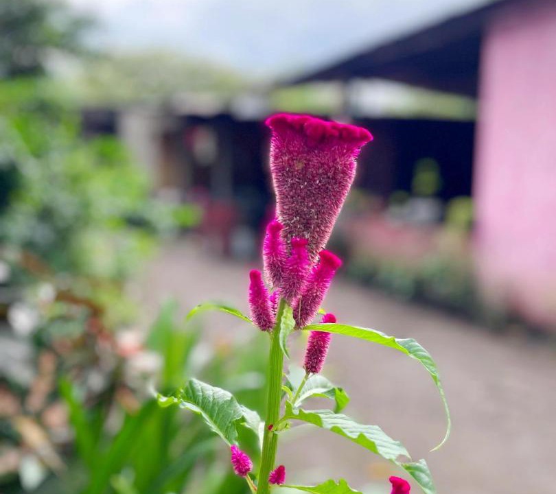 Photo of Outdoor in Ometepe Island