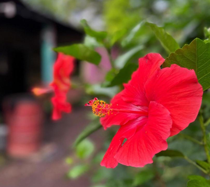 Photo of Others in Ometepe Island