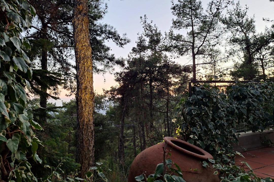 Photo of Others in Platres