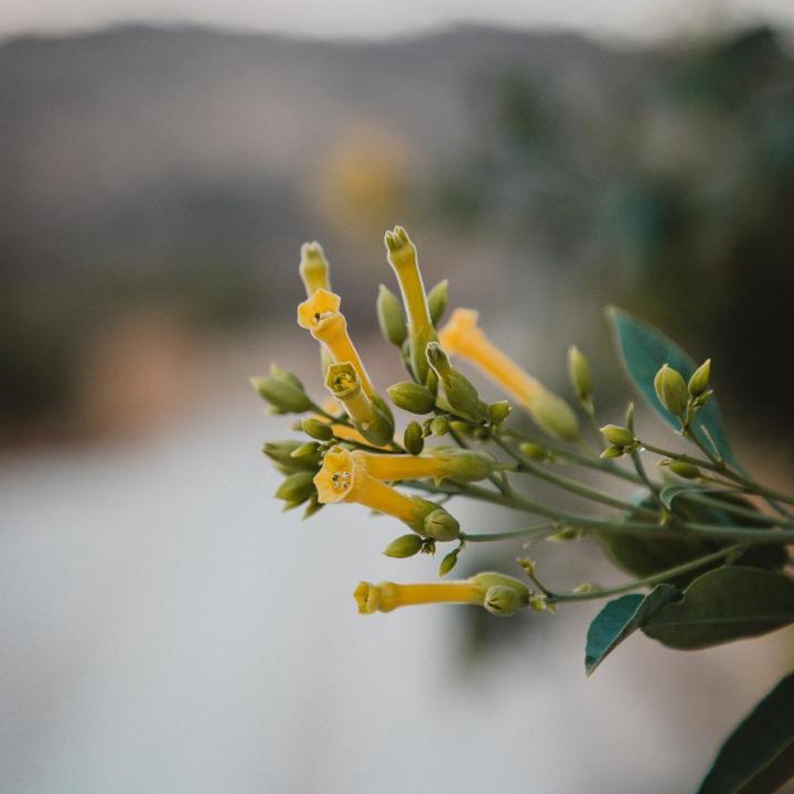 Photo of Others in Pareklisia