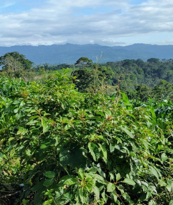 Photo of Others in Matagalpa