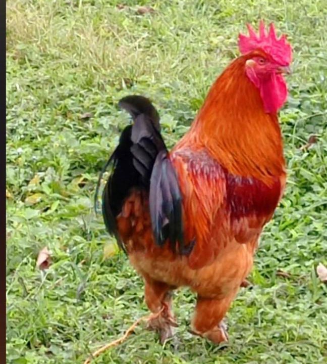 Photo of Others in Matagalpa