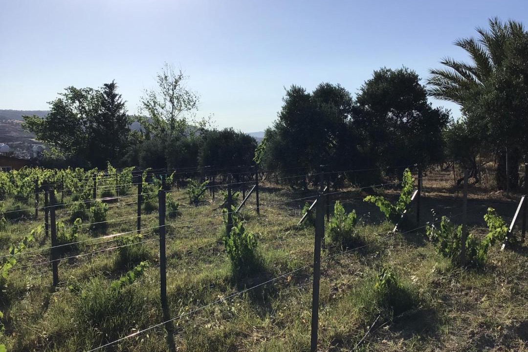 Photo of Others in Pano Arodhes