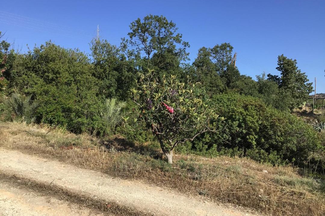 Photo of Outdoor in Pano Arodhes