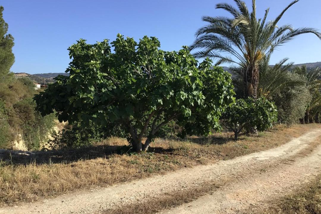 Photo of Others in Pano Arodhes