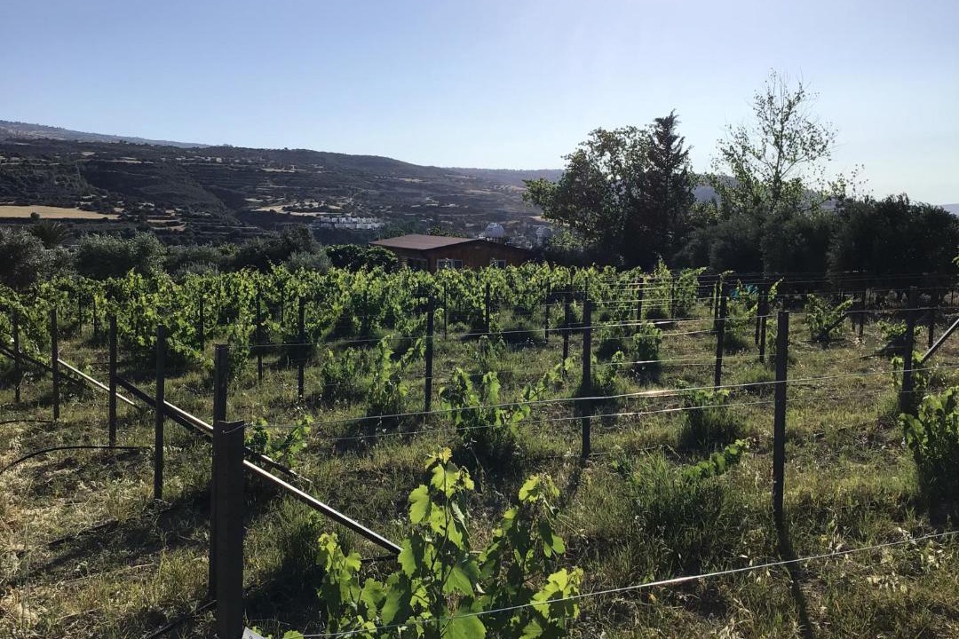 Photo of Others in Pano Arodhes