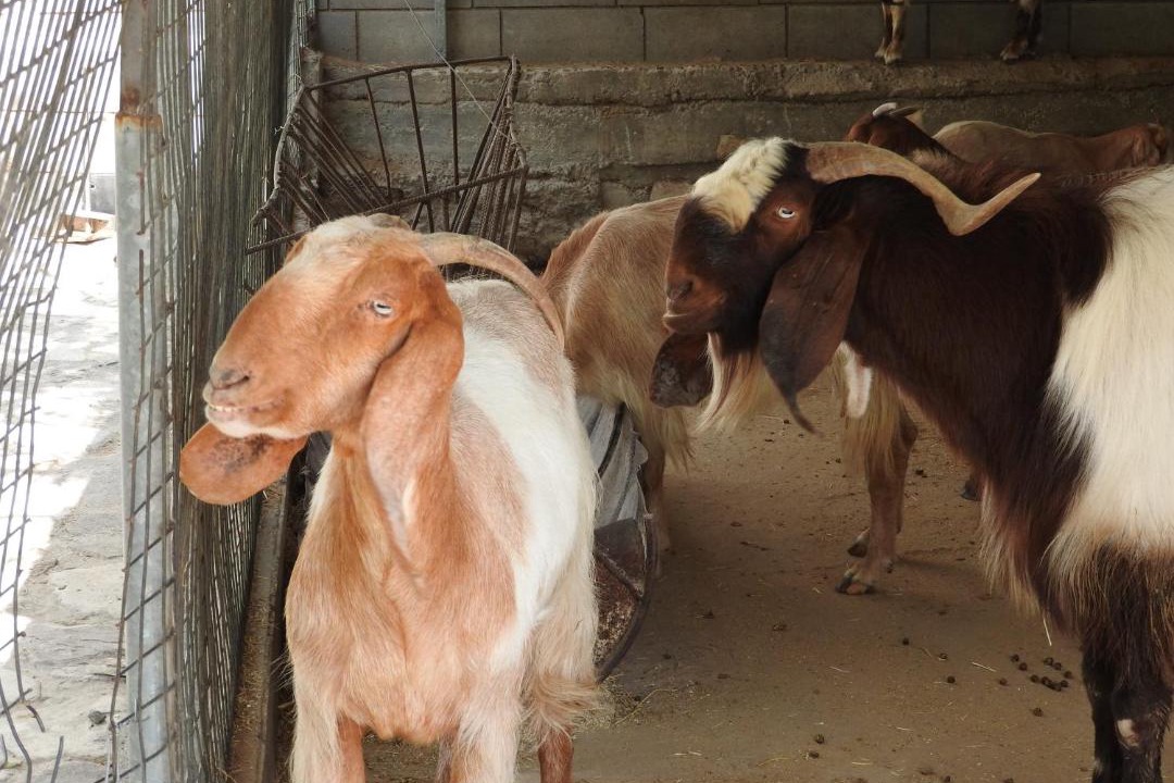 Photo of Others in Skarinou