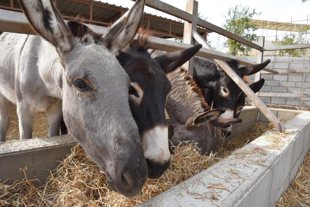 Photo of Others in Skarinou